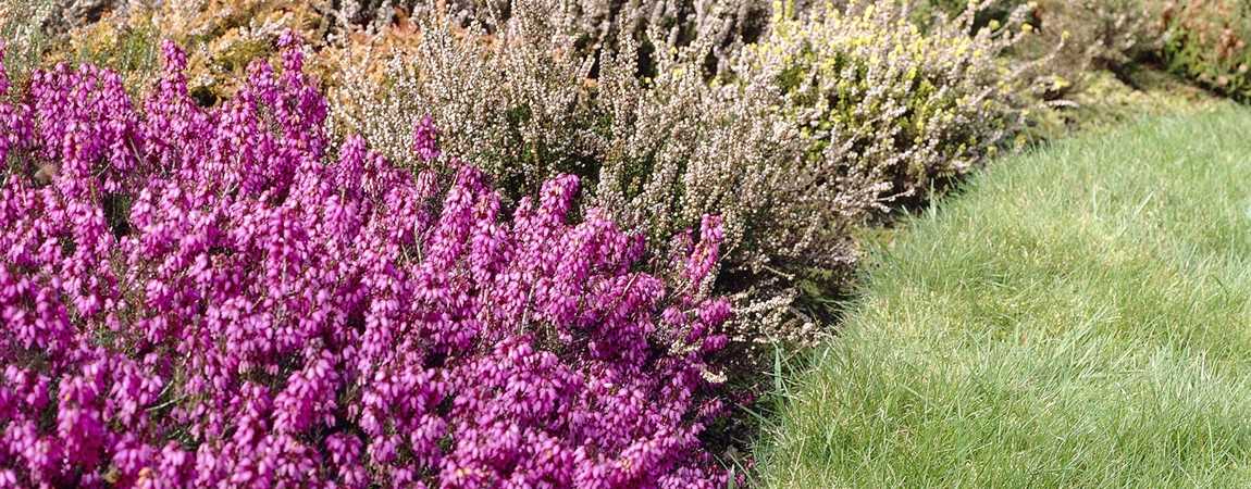 Erica carnea, Sorten, Erika, Heidekraut Pflanzen für unsere Gärten