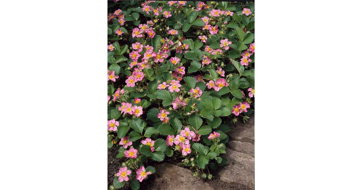 Fragaria ananassa (x) PETRINA (R), Erdbeere - Pflanzen für unsere Gärten