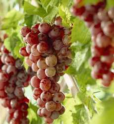 Vitis Coignetiae Rostrote Zierrebe Weinrebe Pflanzen Fur Unsere Garten