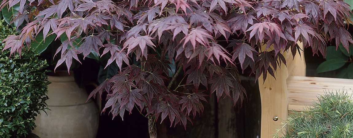 Acer palmatum 'Bloodgood', Japan. Ahorn, Fächerahorn ...