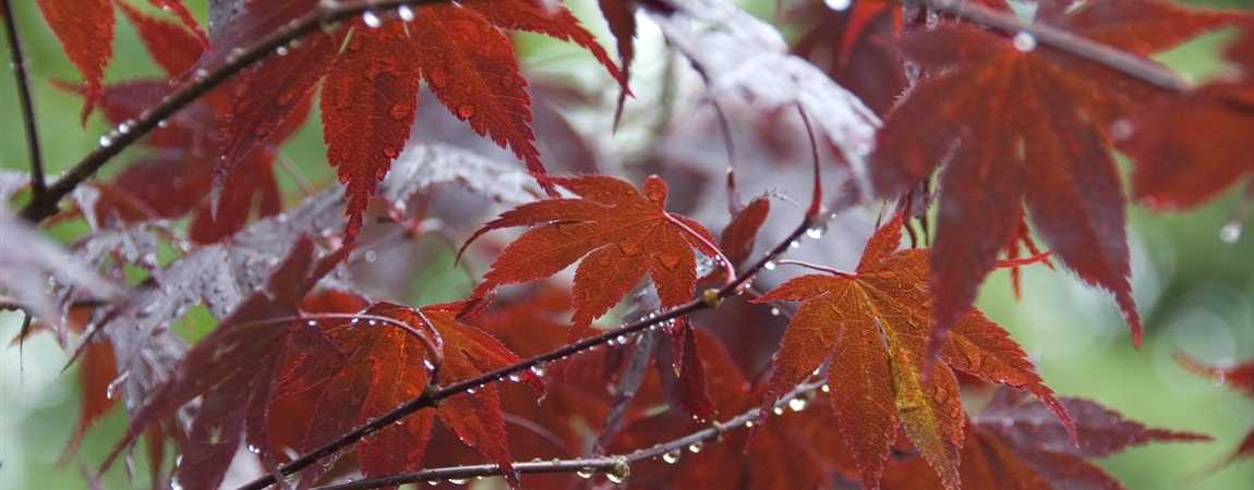 Acer palmatum 'Bloodgood', Japan. Ahorn, Fächerahorn ...