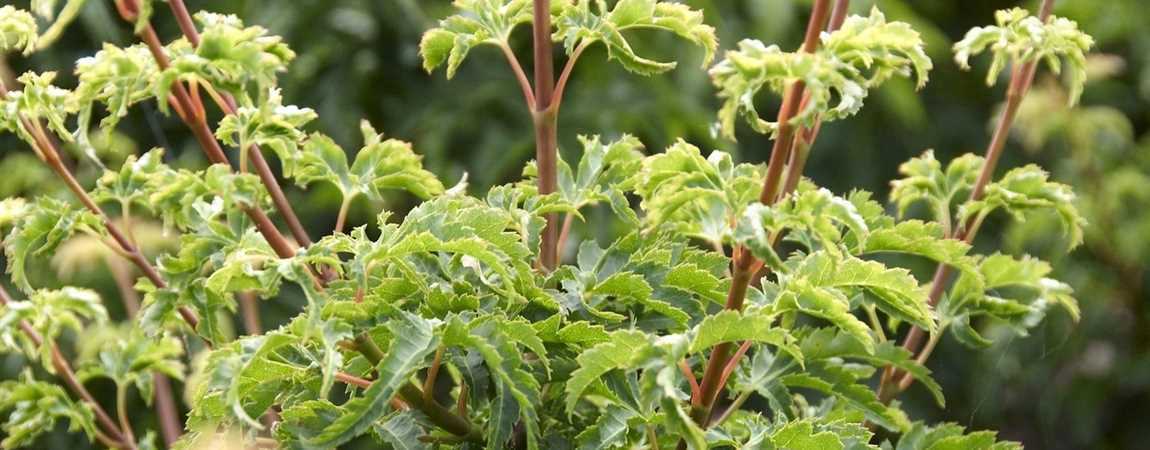 Acer palmatum 'Shishigashira', Japan. Ahorn, Fächerahorn ...