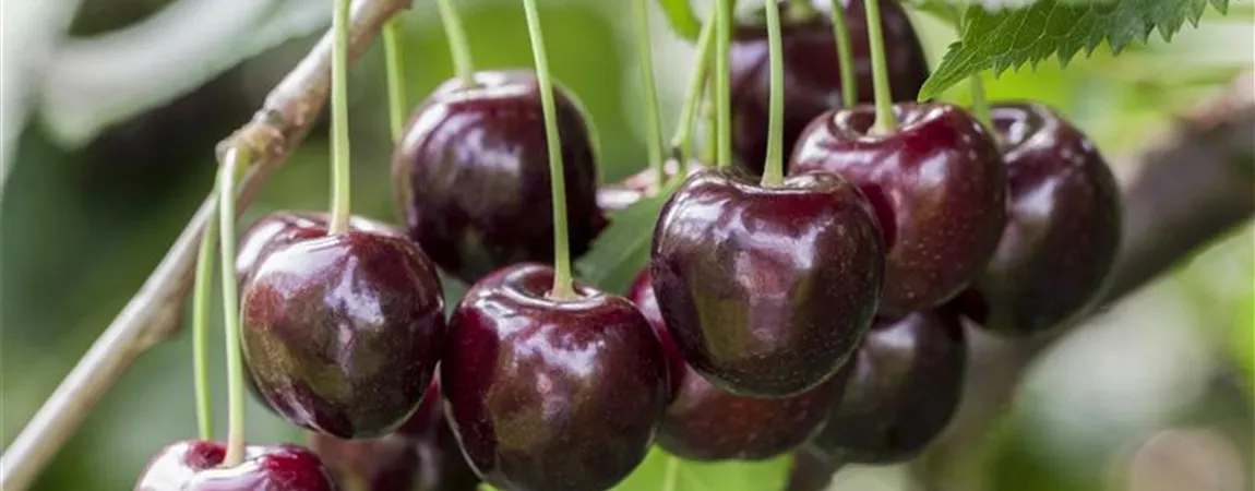 Prunus avium 'Regina', Kirsche 'Regina' Pflanzen für unsere Gärten