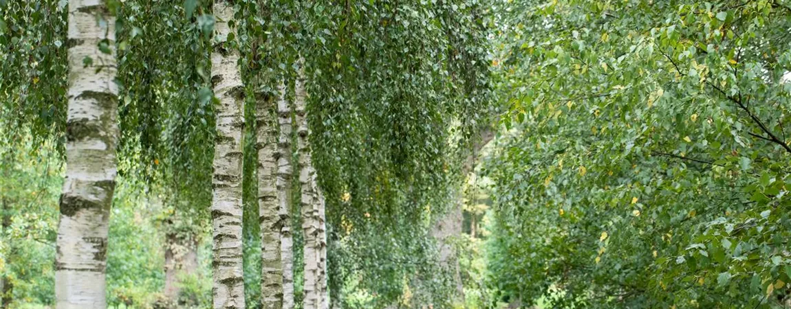 Betula pendula, Hängebirke Pflanzen für unsere Gärten