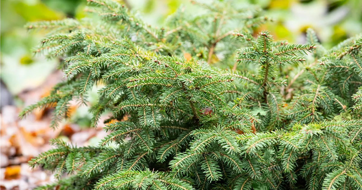 Picea abies 'Nidiformis', Nestfichte Pflanzen für unsere Gärten