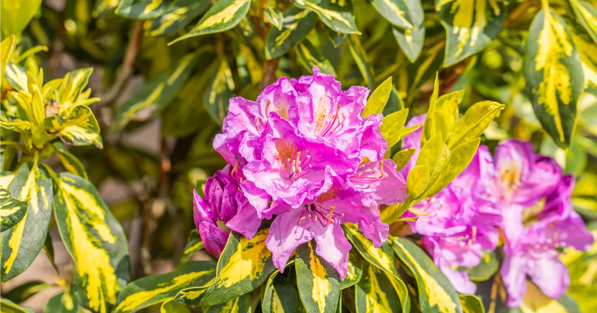 Rhododendron 'Goldflimmer' (PonticumGruppe), Rhododendron Pflanzen