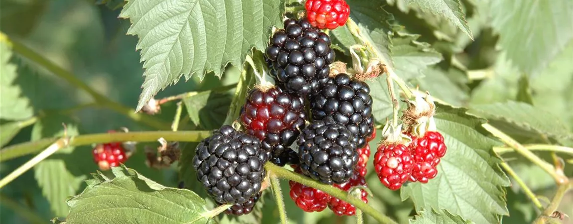 Rubus fruticosus 'Navaho', Brombeere Pflanzen für unsere Gärten