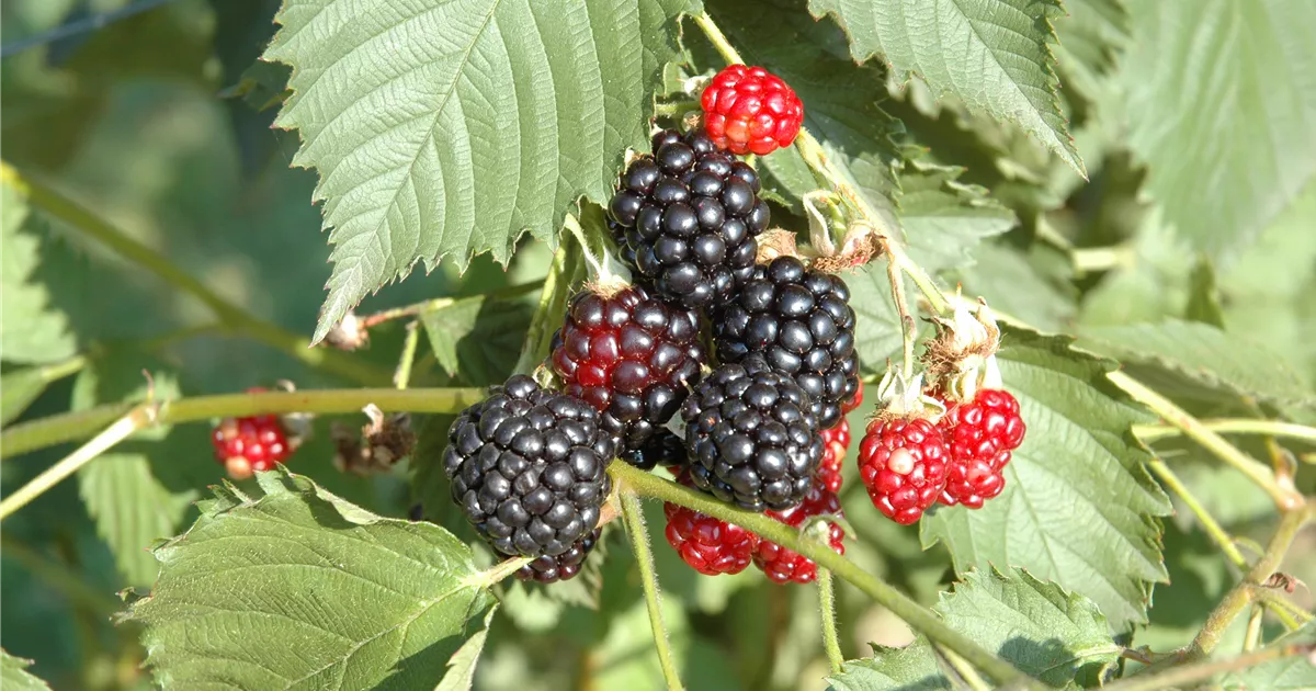Rubus fruticosus 'Navaho', Brombeere Pflanzen für unsere Gärten