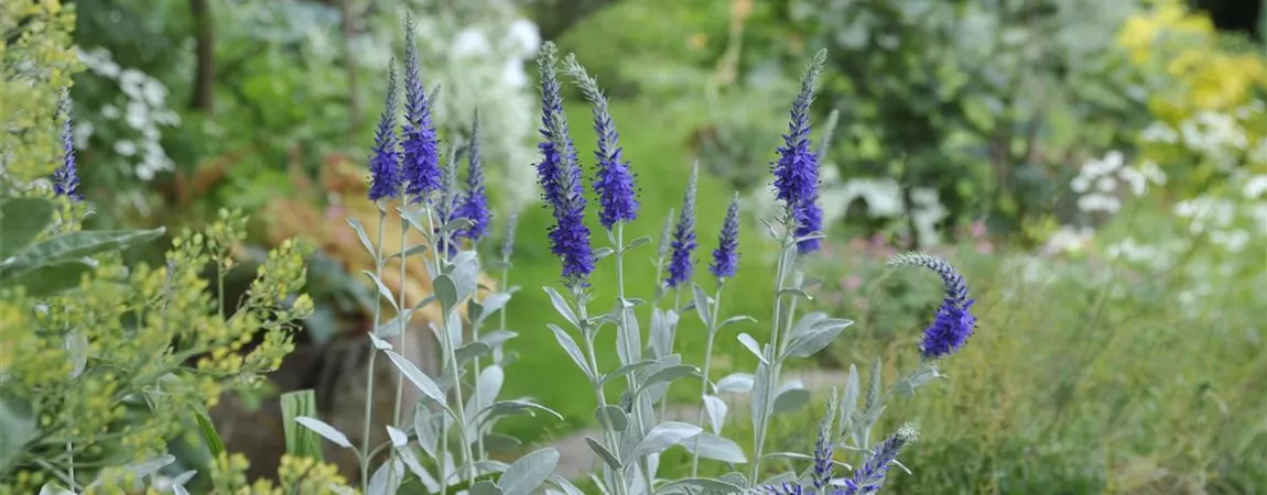 Veronica spicata subsp. incana, Ähriger Ehrenpreis Pflanzen für