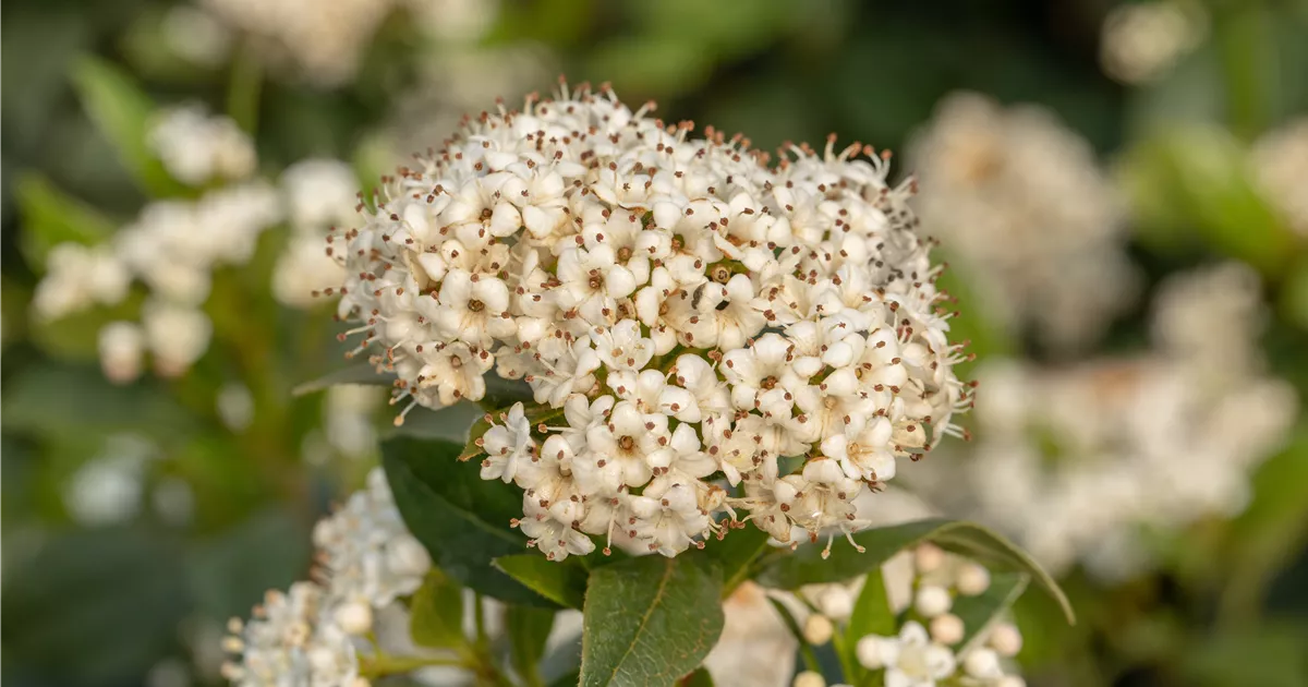 Viburnum 'Pragense', Immergrüner Schneeball Pflanzen für unsere Gärten