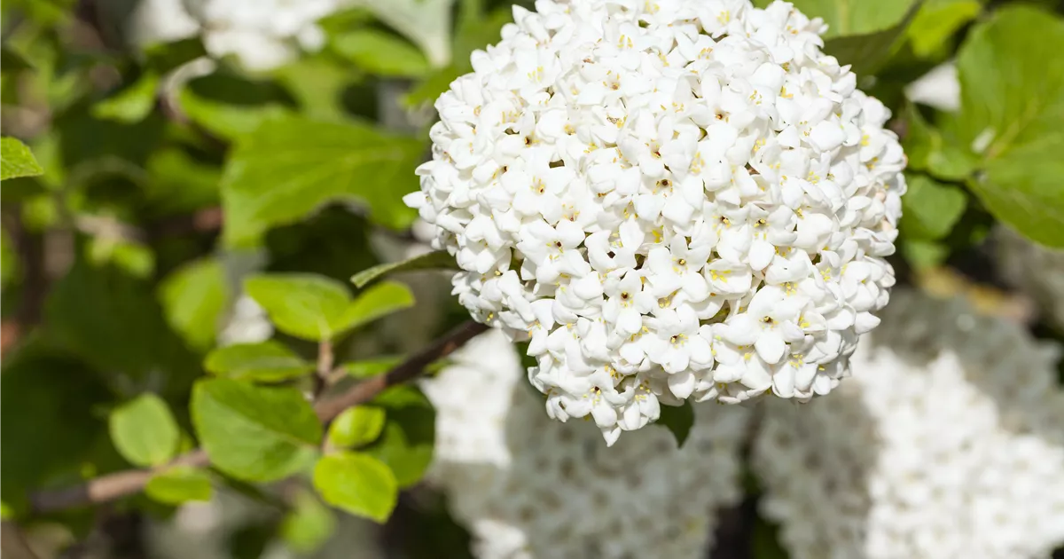 32+ Viburnum Für Kleine Gärten Spätblühend, Sie eignet sich