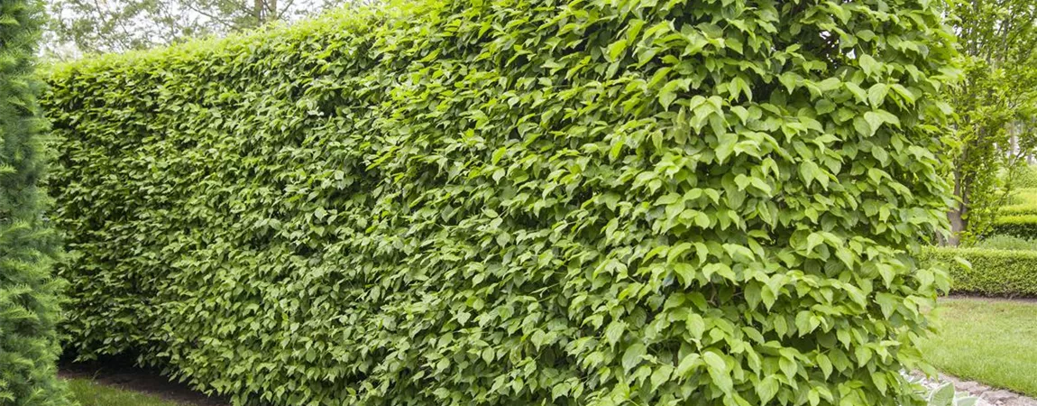 Cornus mas, Kornelkirsche, Tierlibaum Pflanzen für unsere Gärten