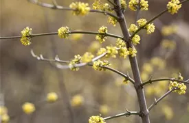 Cornus mas, Kornelkirsche, Tierlibaum Pflanzen für unsere Gärten