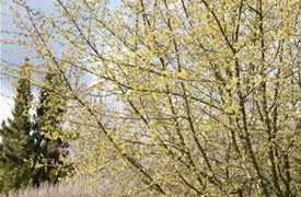 Cornus mas, Kornelkirsche, Tierlibaum Pflanzen für unsere Gärten