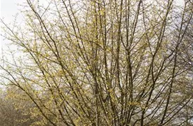 Cornus mas, Kornelkirsche, Tierlibaum Pflanzen für unsere Gärten