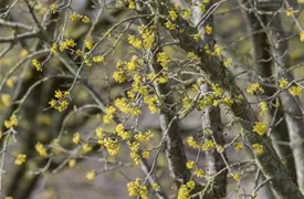 Cornus mas, Kornelkirsche, Tierlibaum Pflanzen für unsere Gärten