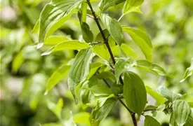 Cornus mas, Kornelkirsche, Tierlibaum Pflanzen für unsere Gärten