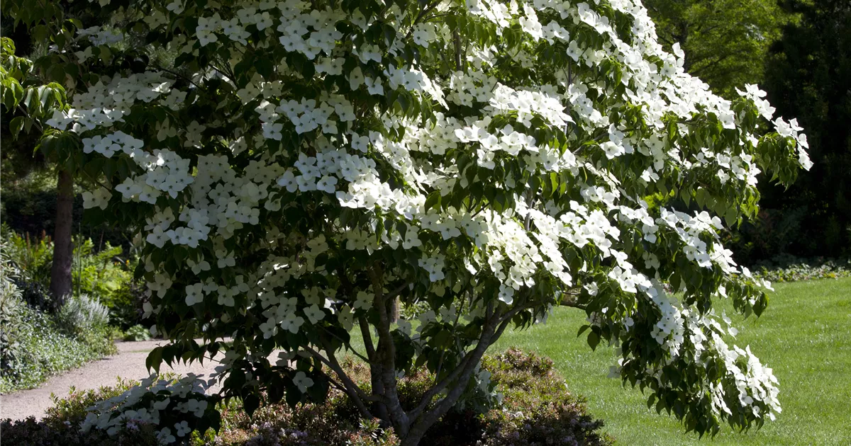 Cornus kousa, Japanischer Blumenhartriegel Pflanzen für unsere Gärten