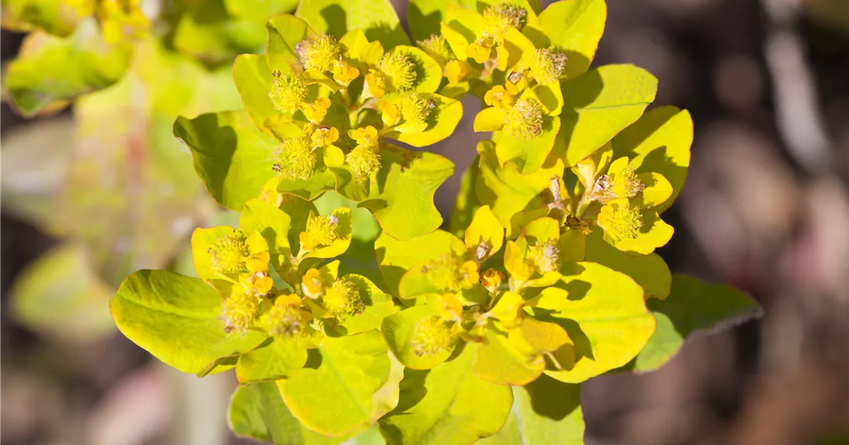 30 Euphorbia Polychroma Blumensamen/Mehrjährig/Trockenheitsresistent 