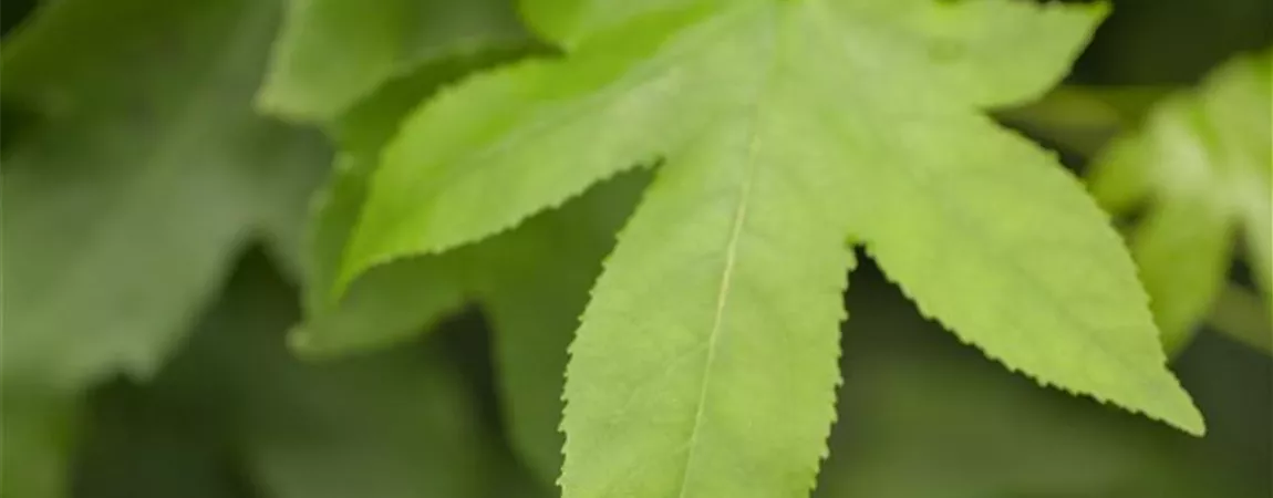 Liquidambar styraciflua 'Gum Ball', Kugel Amberbaum Pflanzen für