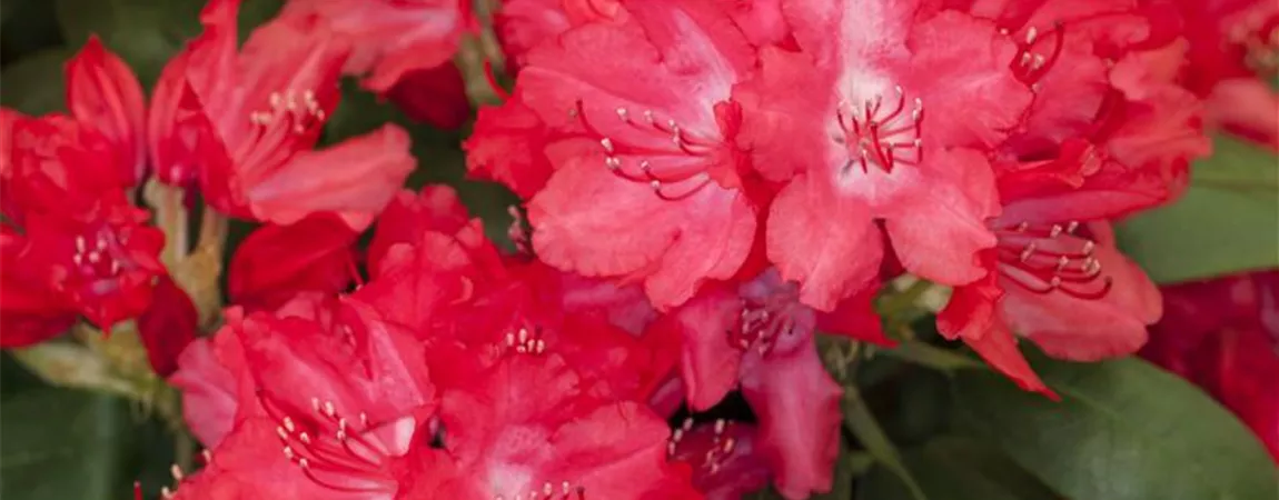 Rhododendron 'Astrid' PBR (Yakushimanum Gruppe), Rhododendron