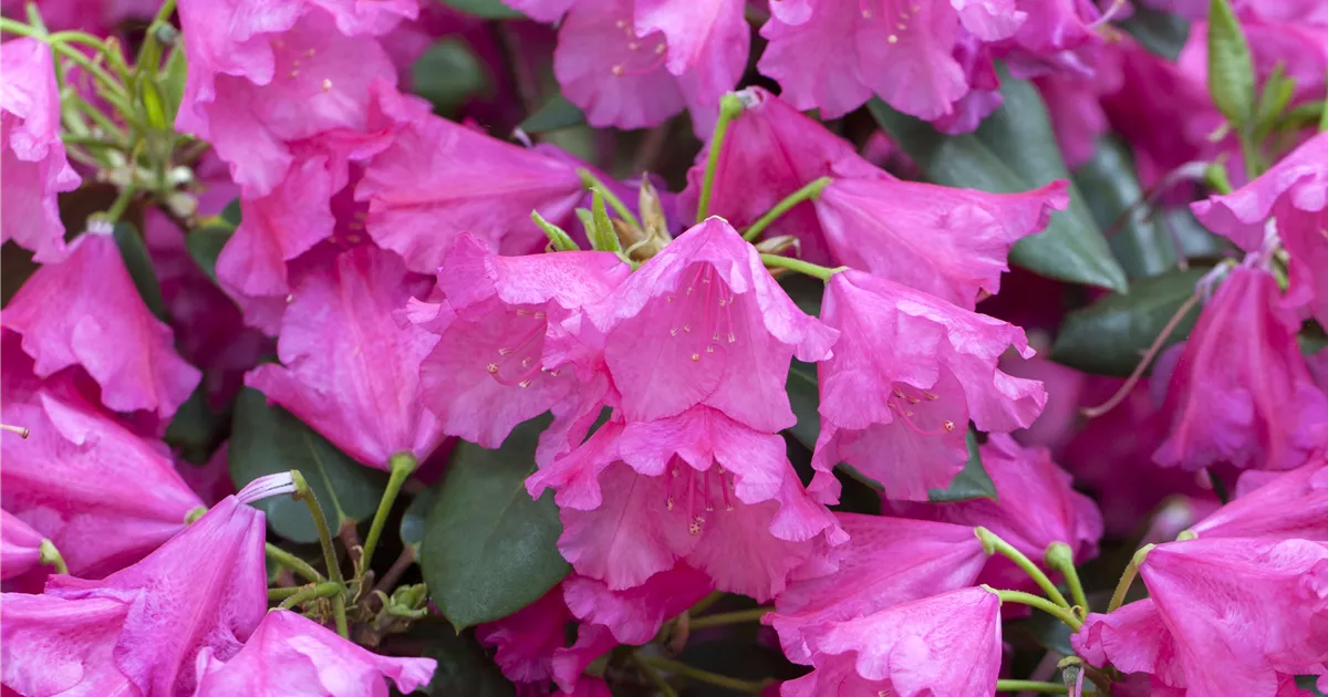 Rhododendron 'August Lamken' (Williamsianum Gruppe), Rhododendron