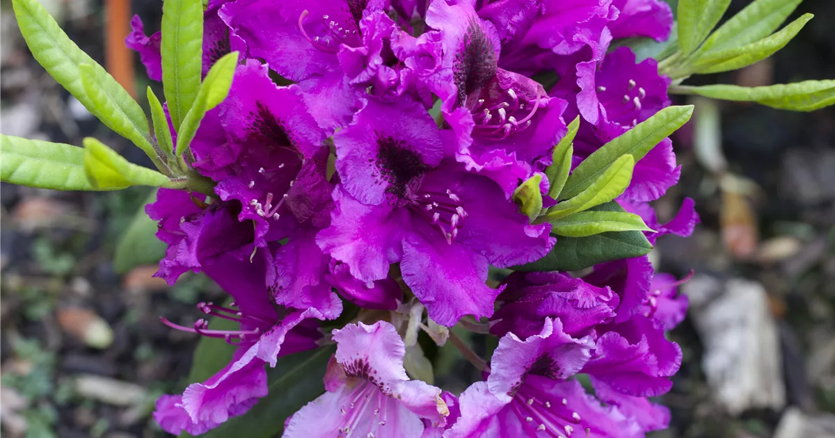 Rhododendron 'Azurro' (Ponticum Gruppe), Rhododendron Pflanzen für