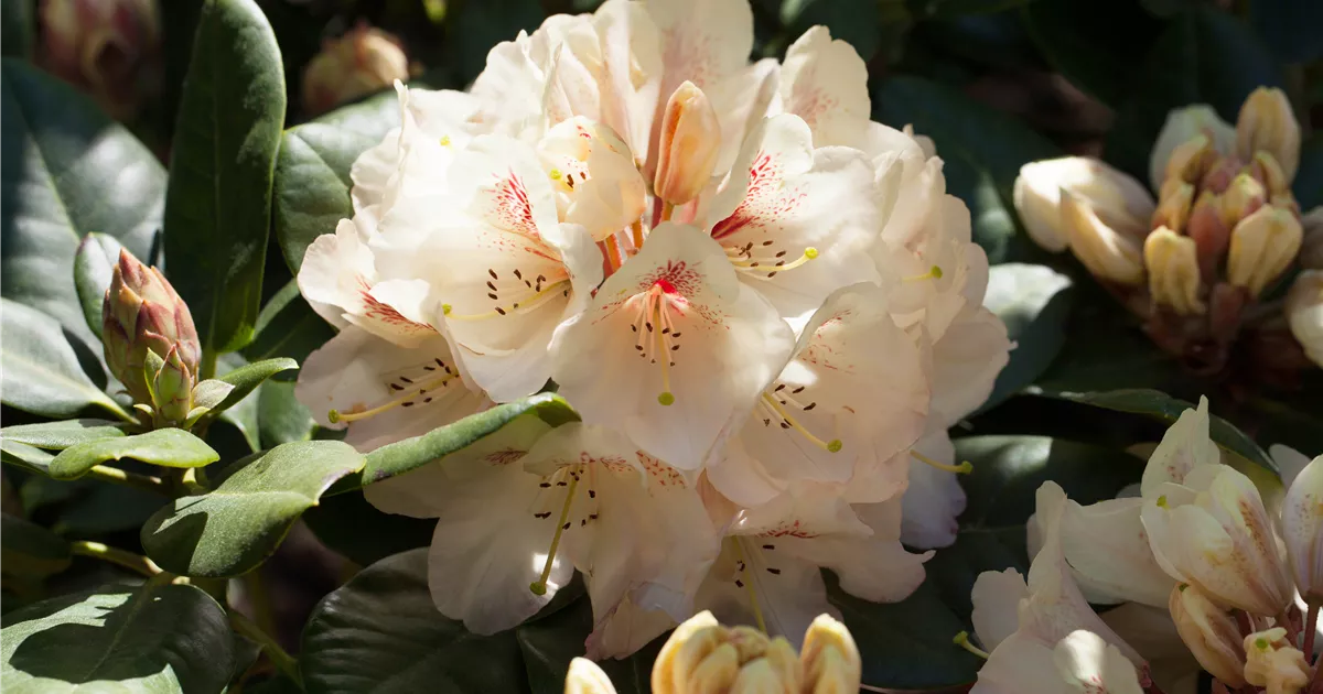 Rhododendron 'Goldbukett' (WardiiGruppe), Rhododendron Pflanzen für