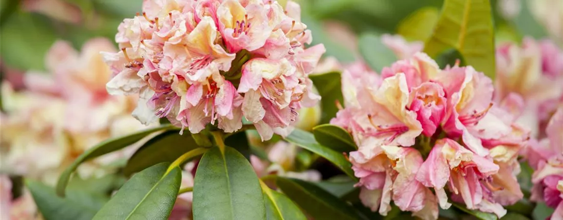Rhododendron 'Brasilia' (Yakushimanum Gruppe), Rhododendron Pflanzen