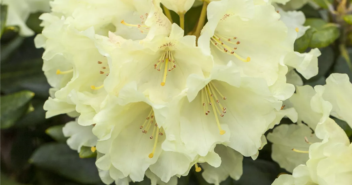 Rhododendron 'Goldkrone' PBR (WardiiGruppe), Rhododendron Pflanzen