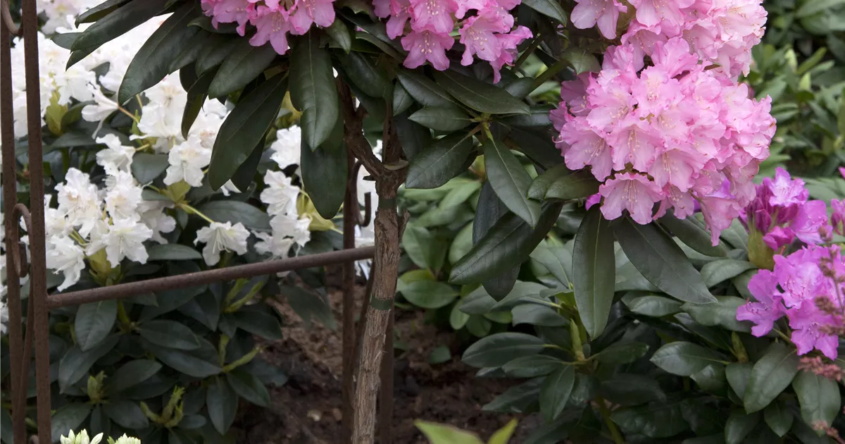 Rhododendron 'Kalinka' (YakushimanumGruppe), Rhododendron Pflanzen