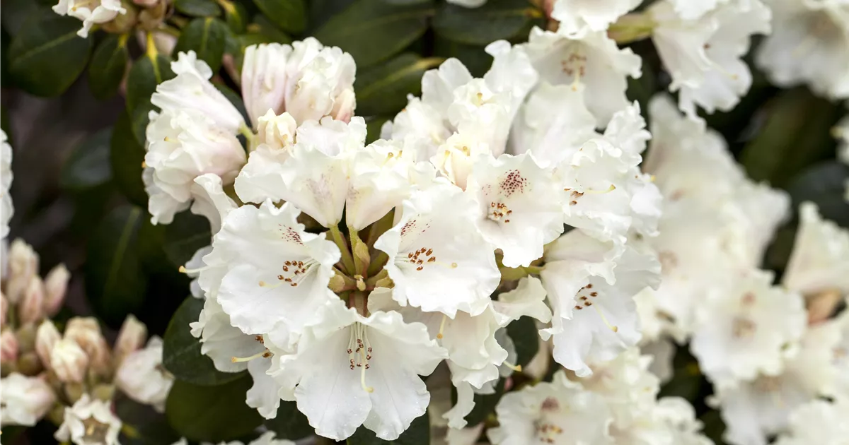 Rhododendron 'Gartendirektor Rieger' (WilliamsianumGruppe