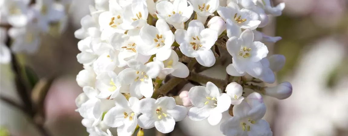 Viburnum carlesii 'Aurora', Schneeball Pflanzen für unsere Gärten