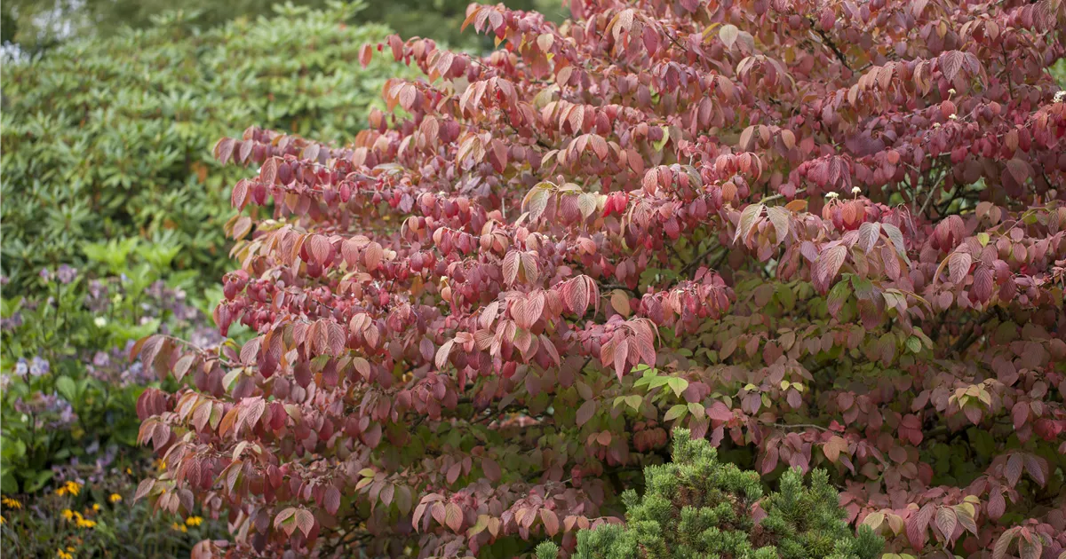 Viburnum plicatum 'Mariesii', Japanischer Schneeball Pflanzen für