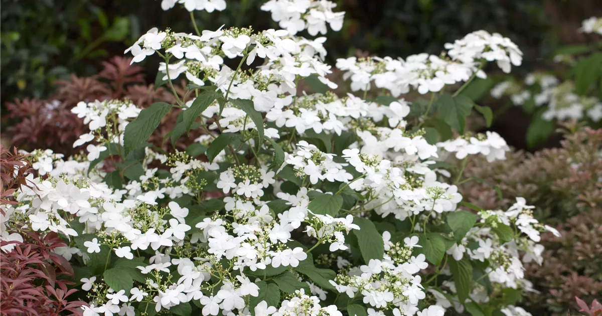 Viburnum plicatum 'Watanabe', Japanischer Schneeball Pflanzen für