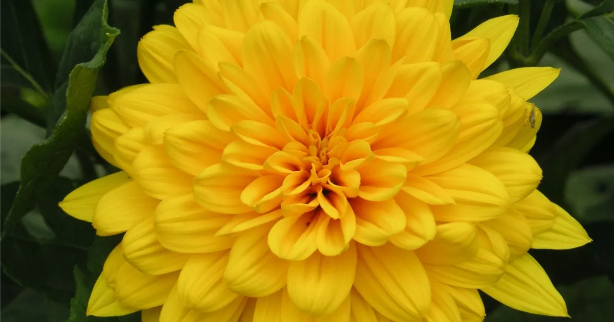 Helianthus decapetalus 'Soleil d'Or', Staudensonnenblume Pflanzen für