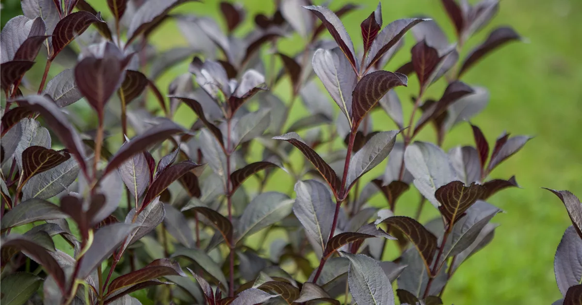 Weigela florida 'Foliis Purpureis'