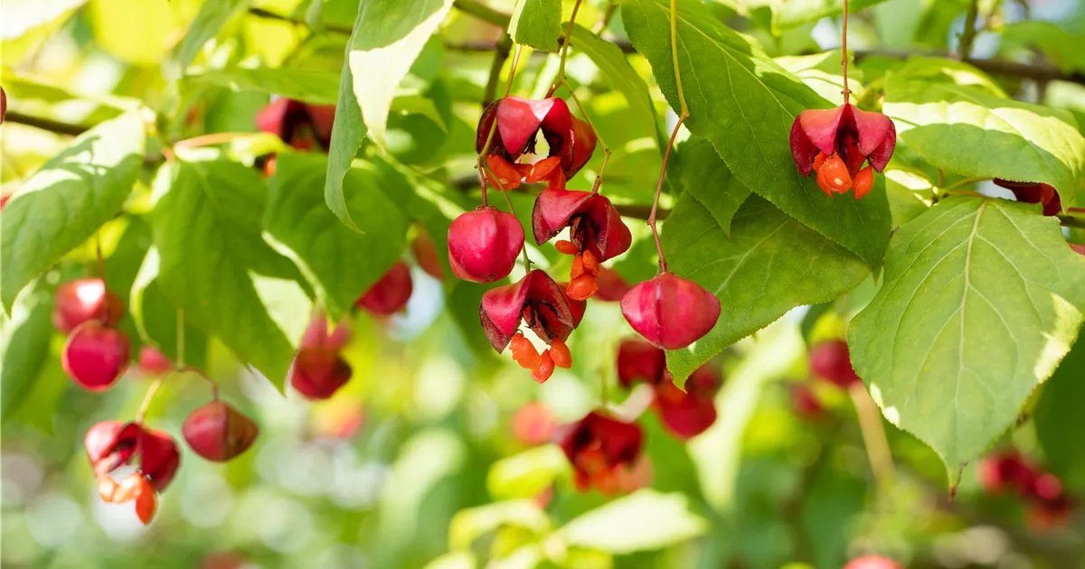 Euonymus europaeus