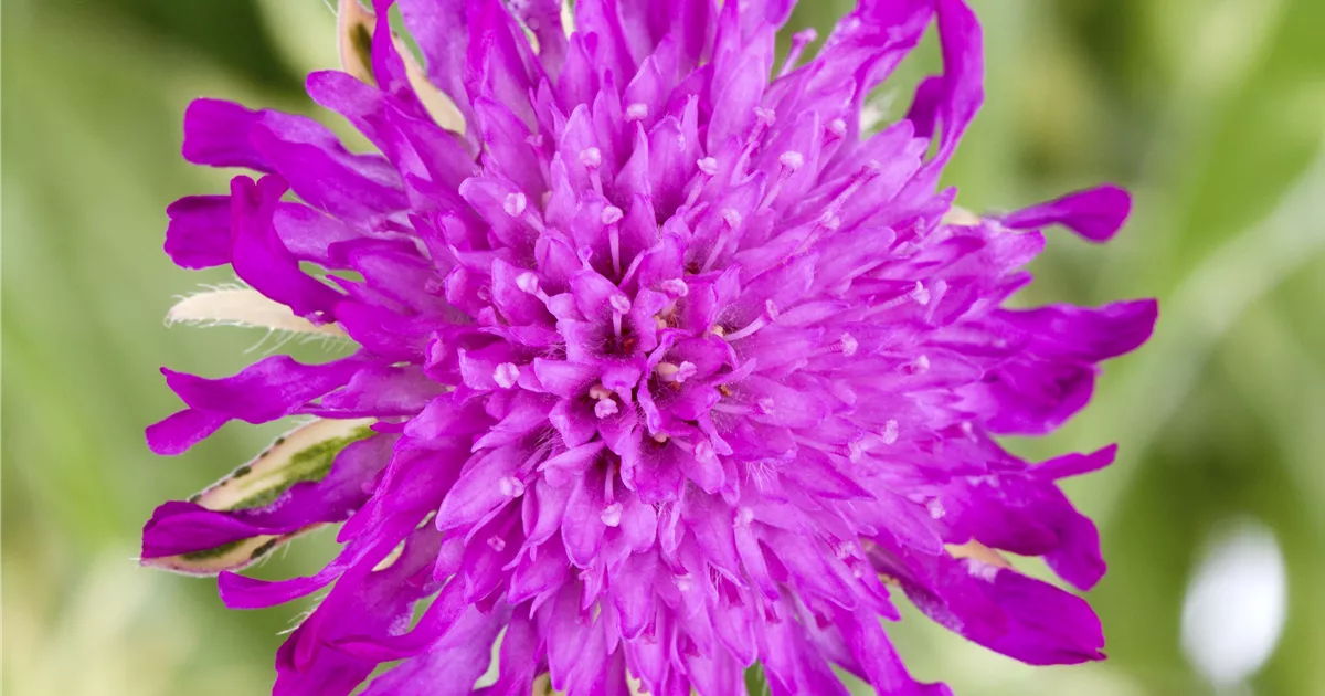 Knautia macedonica