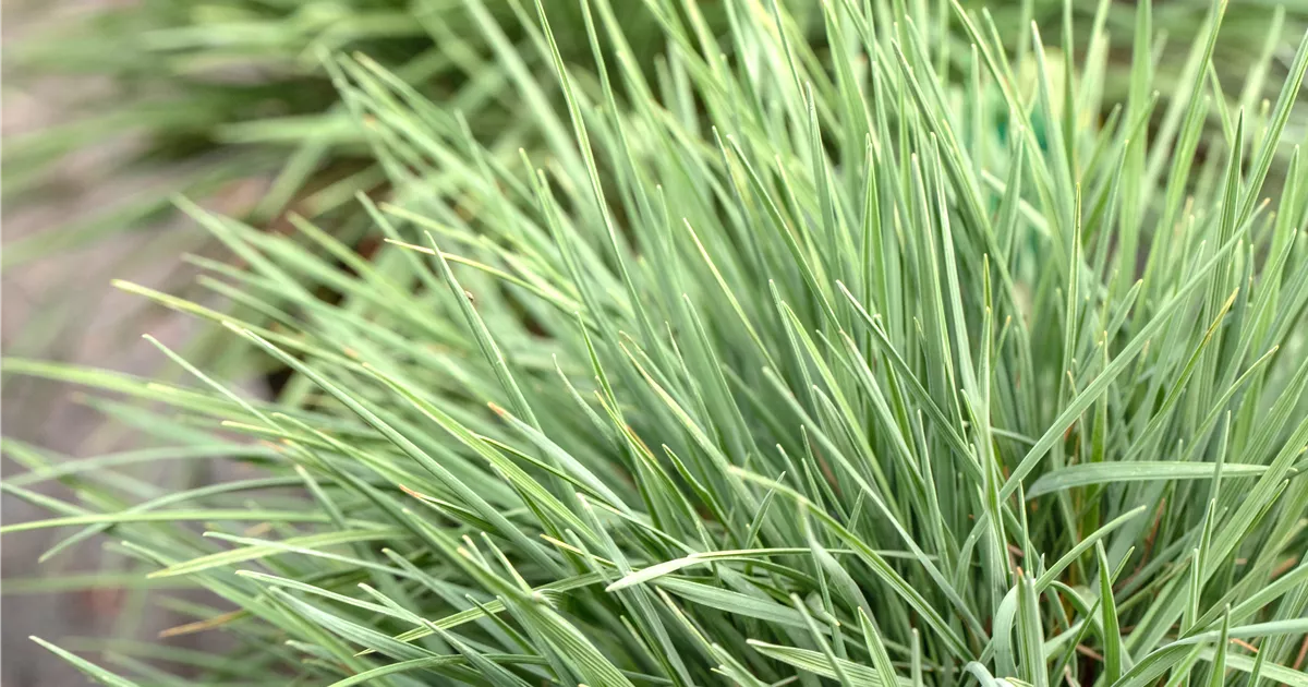 Koeleria glauca