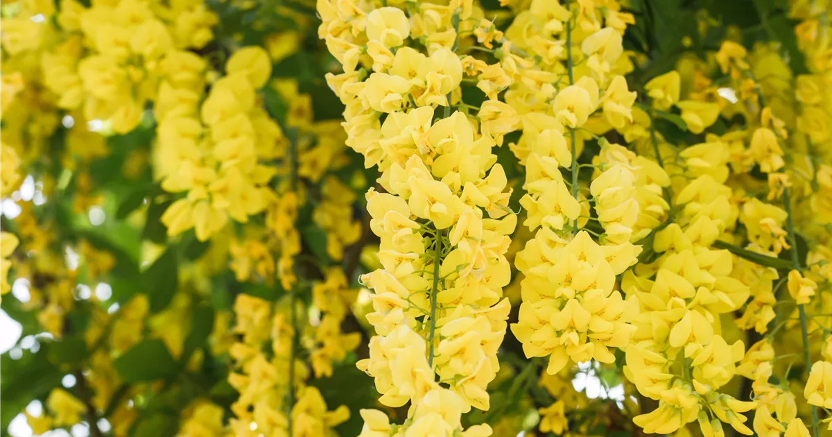 Laburnum watereri (x) 'Vossii'