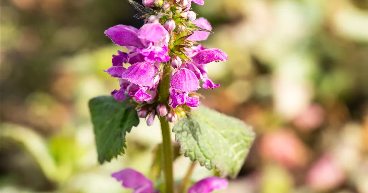 Lamium maculatum 'Beacon Silver'