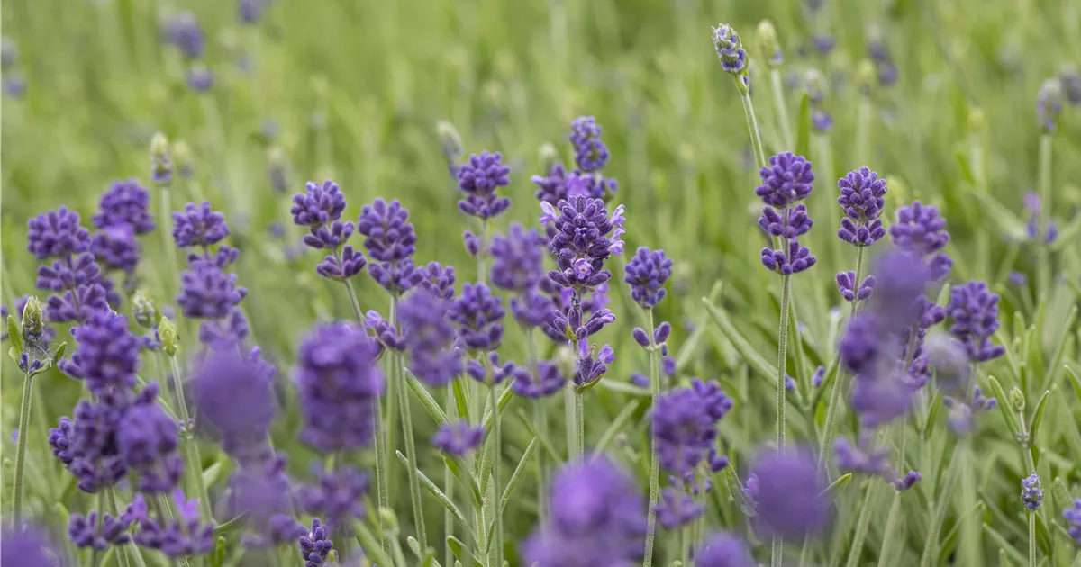 Lavandula angustifolia 'Hidcote'