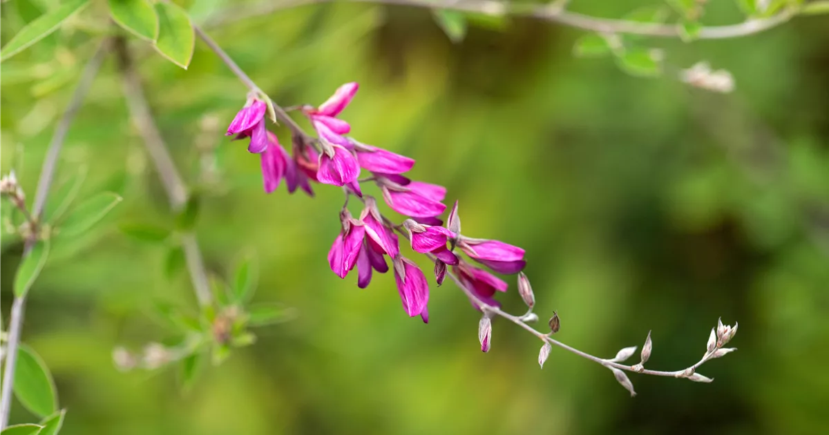 Lespedeza thunbergii