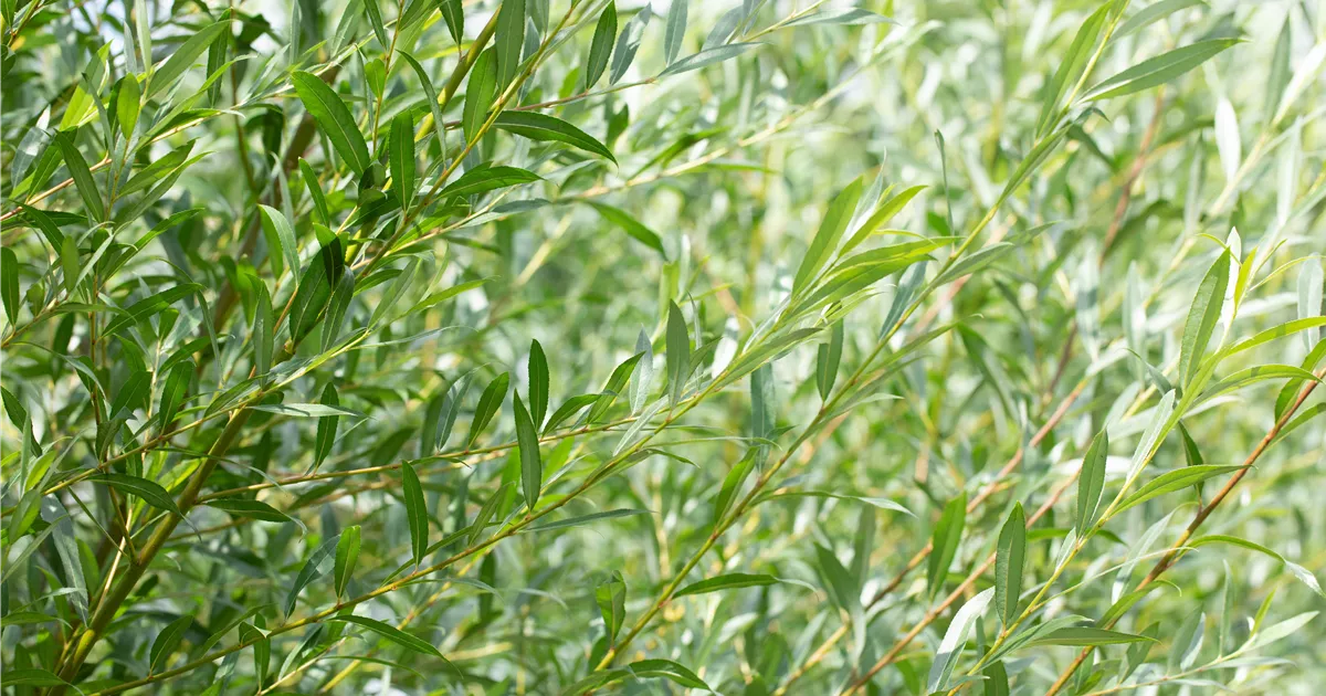 Salix alba