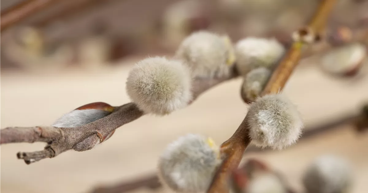 Salix caprea