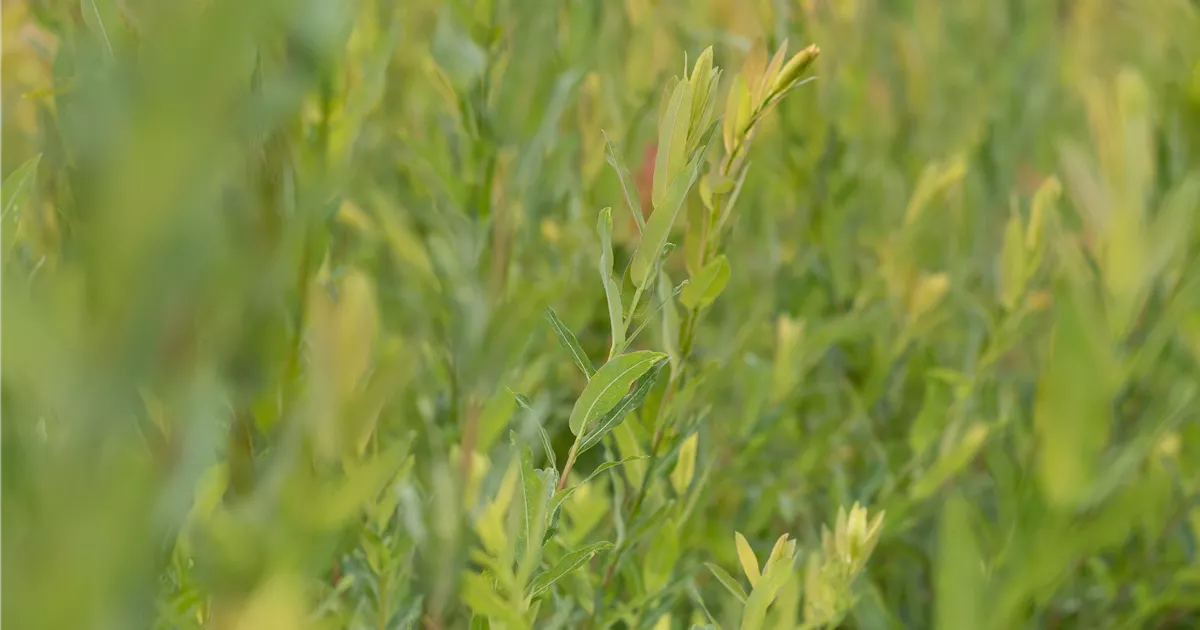 Salix purpurea