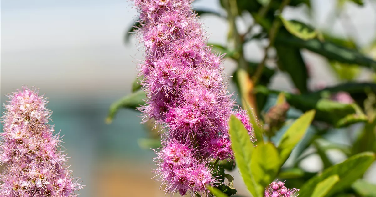 Spiraea billardii (x) 'Triumphans'