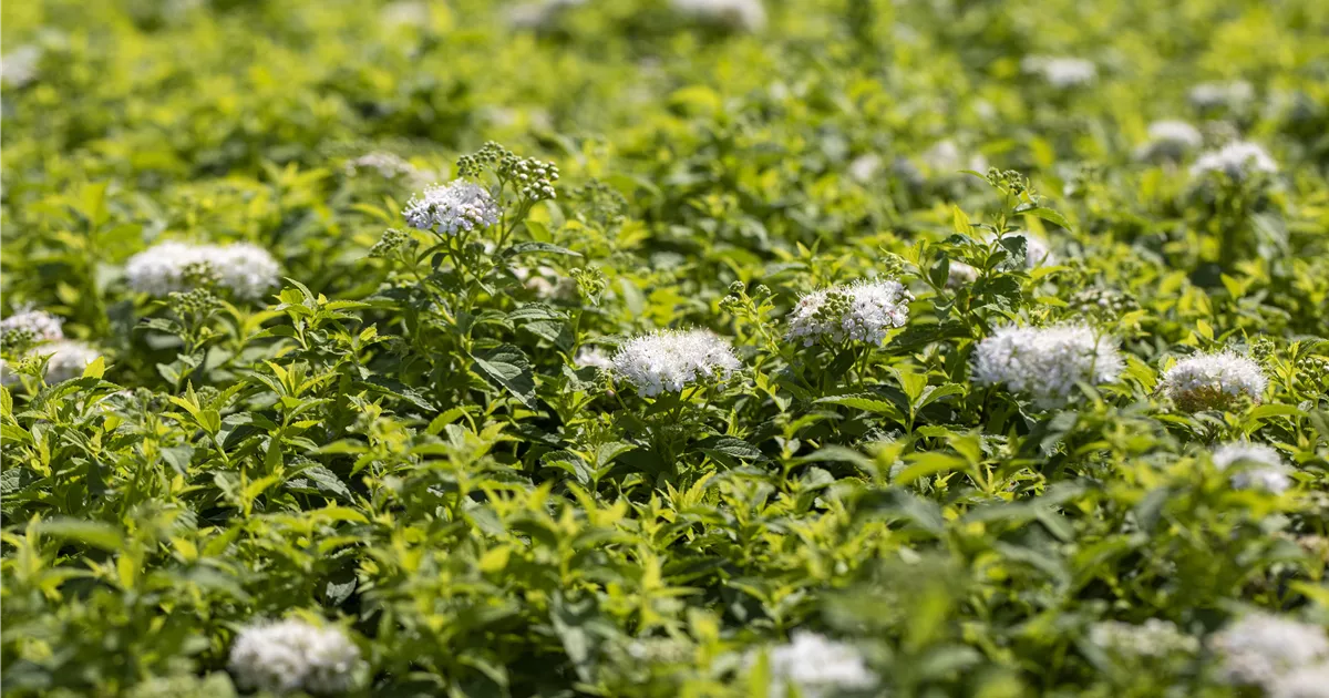 Spiraea japonica 'Albiflora'