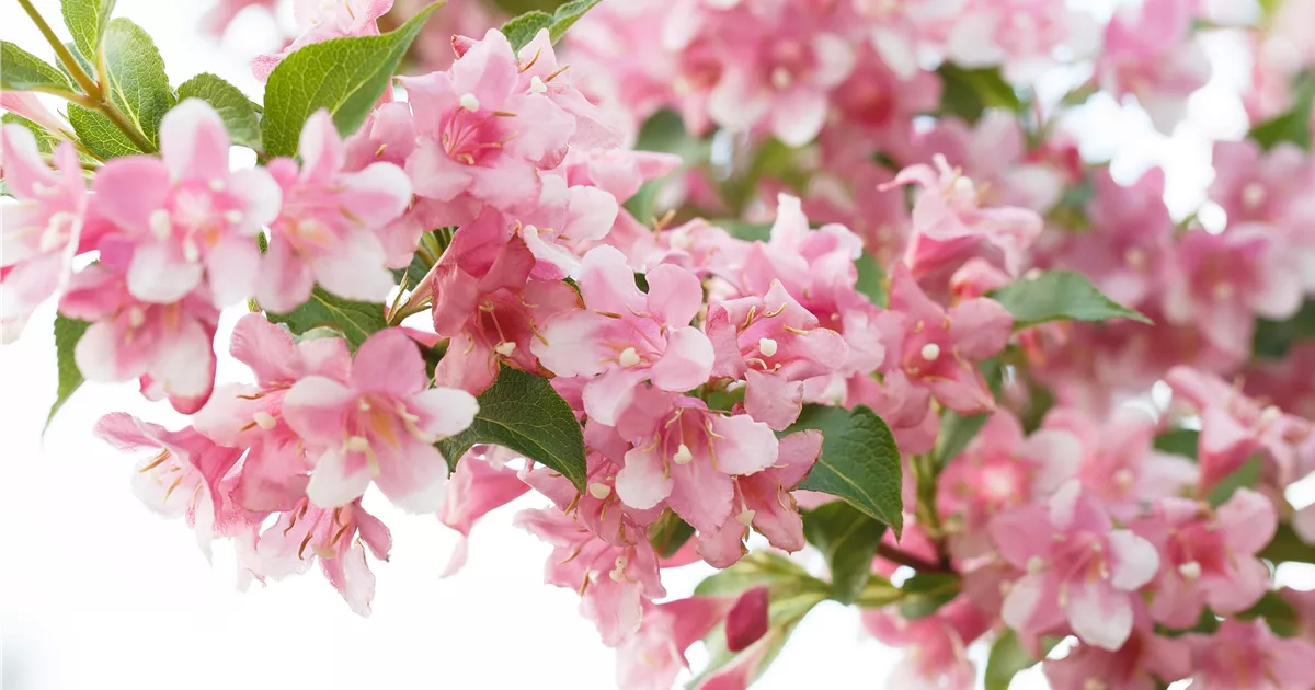Weigela florida